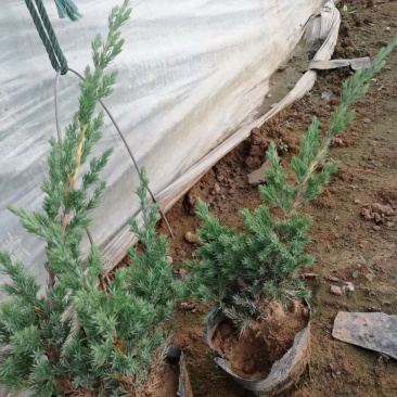 铺地柏绿化用苗基地直供一手货源