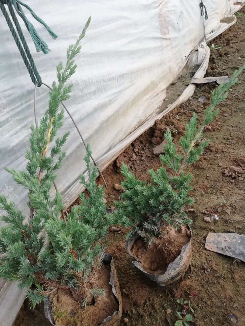 铺地柏绿化用苗基地直供一手货源