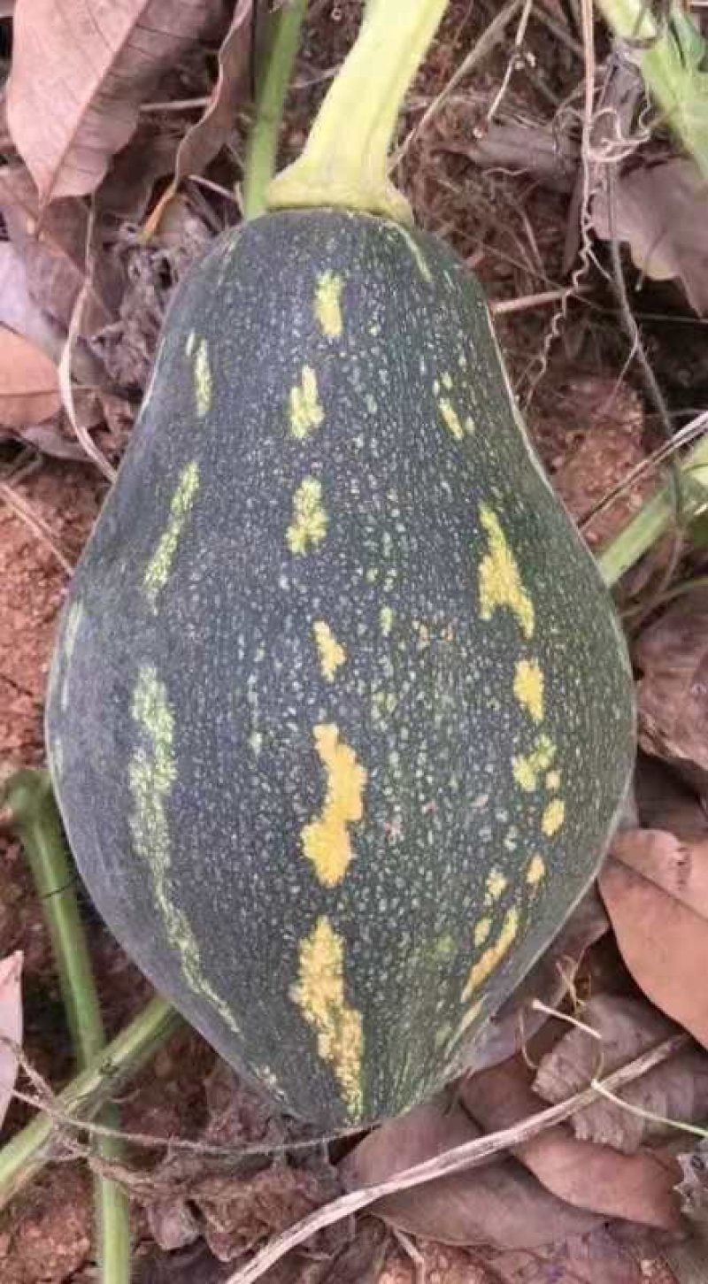香芋南瓜