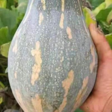 香芋南瓜