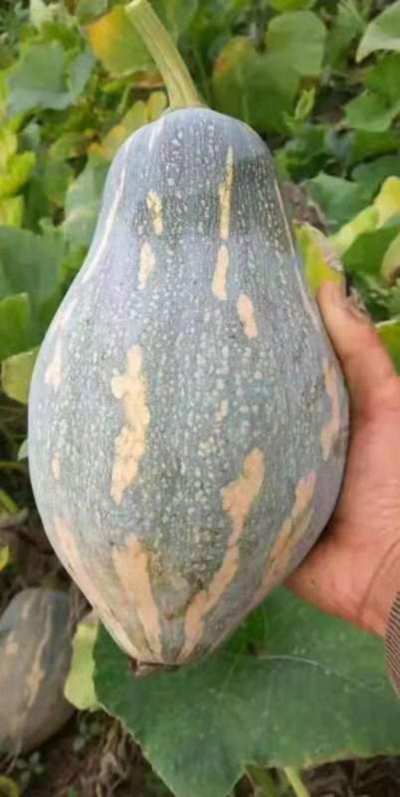 香芋南瓜