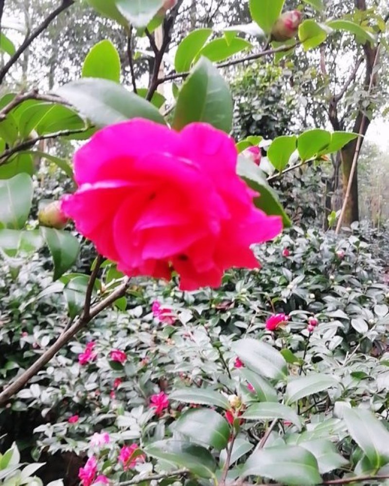茶花，茶梅