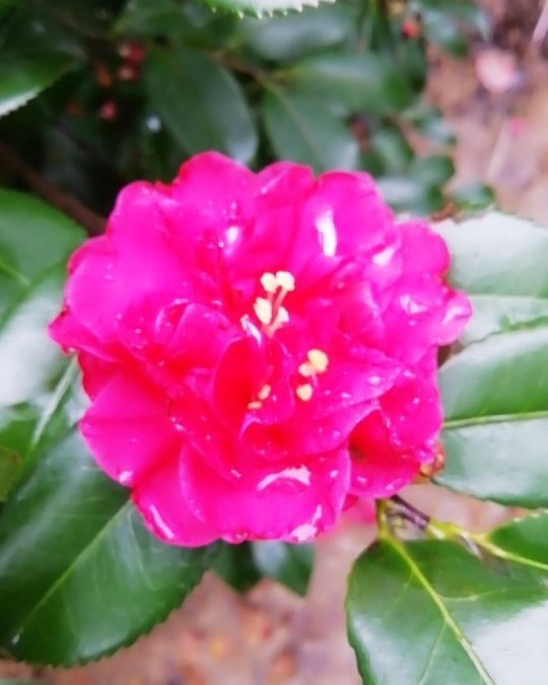 茶花，茶梅