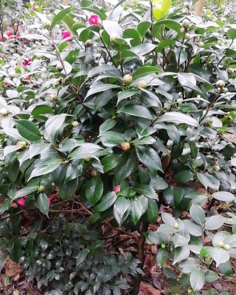 茶花，茶梅