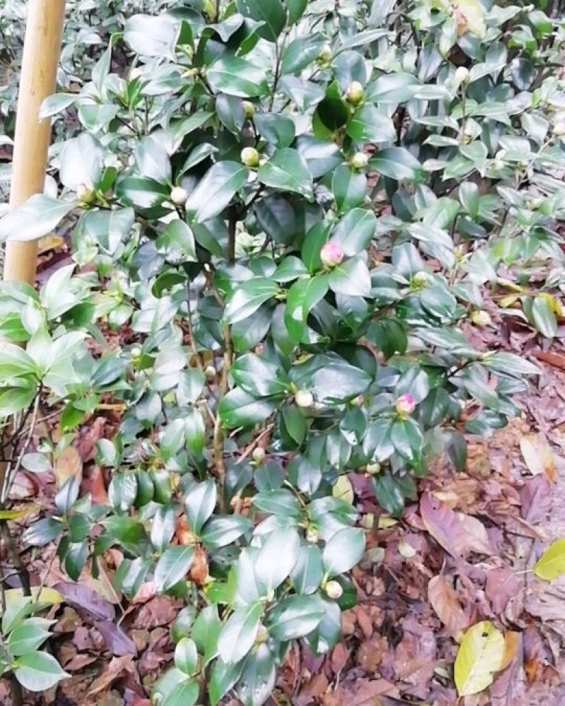 茶花，茶梅