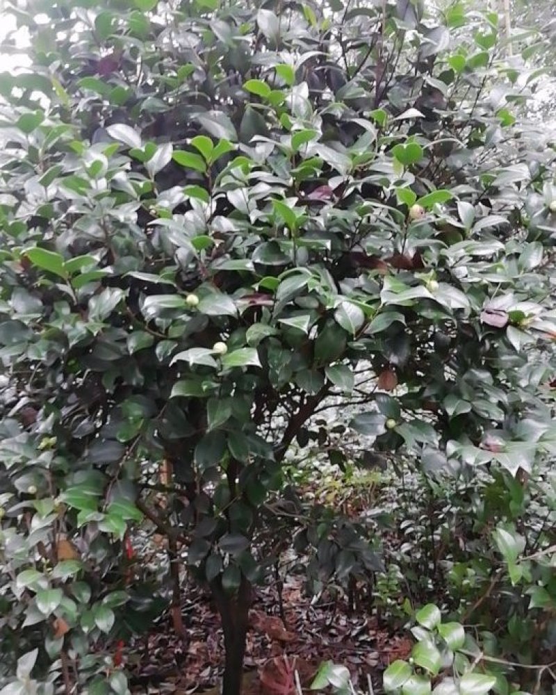 茶花，茶梅