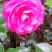 茶花，茶梅
