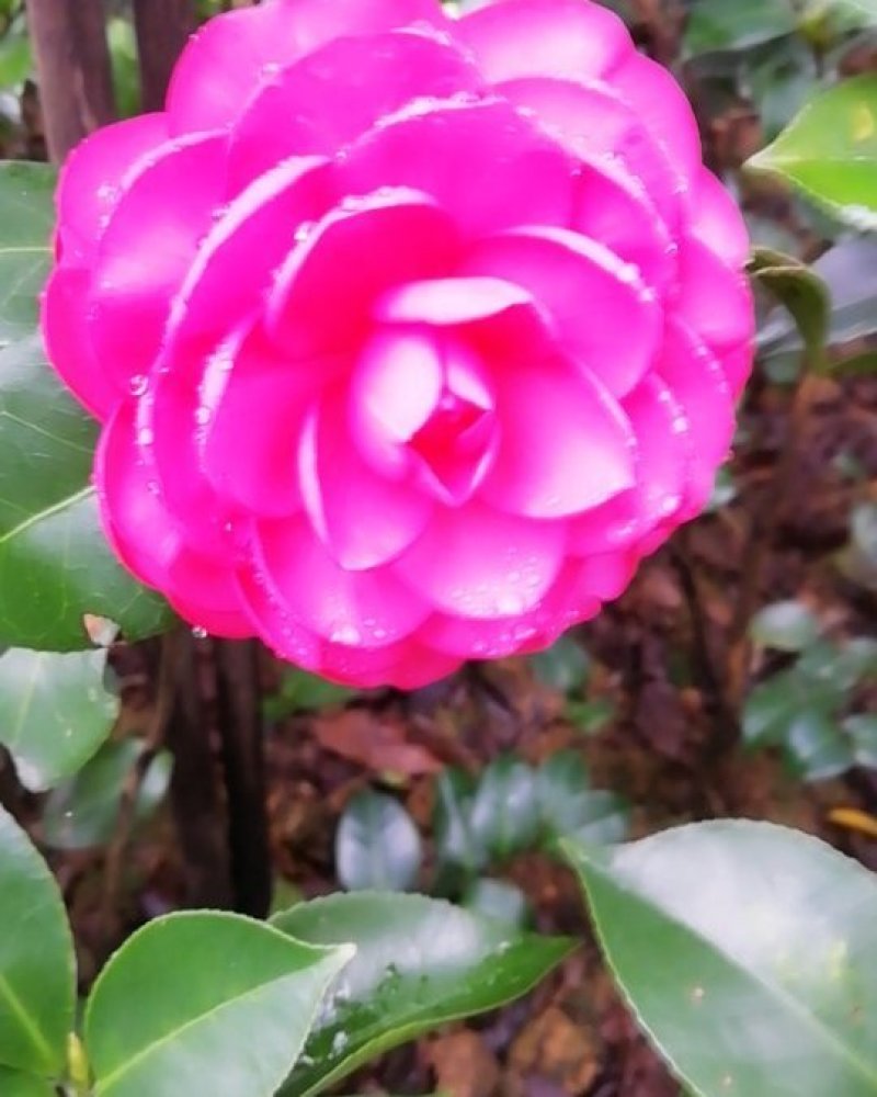 茶花，茶梅