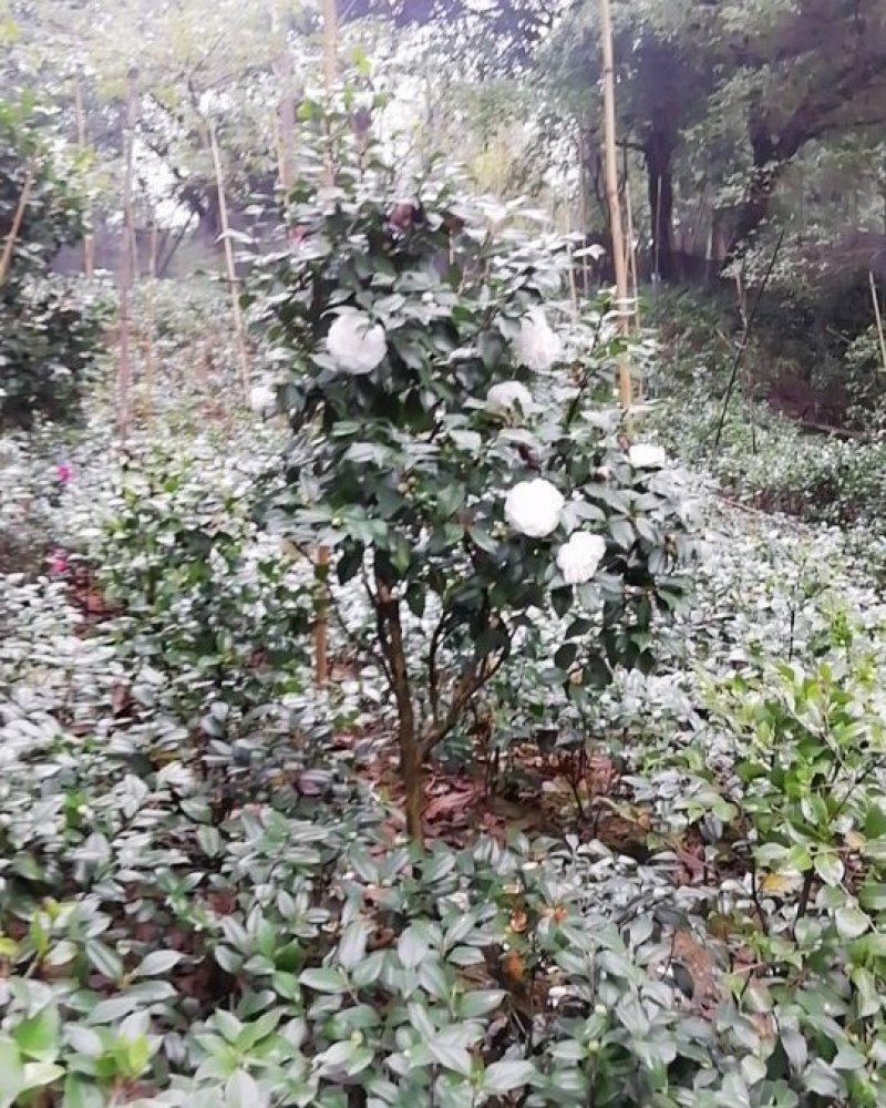 茶花，茶梅