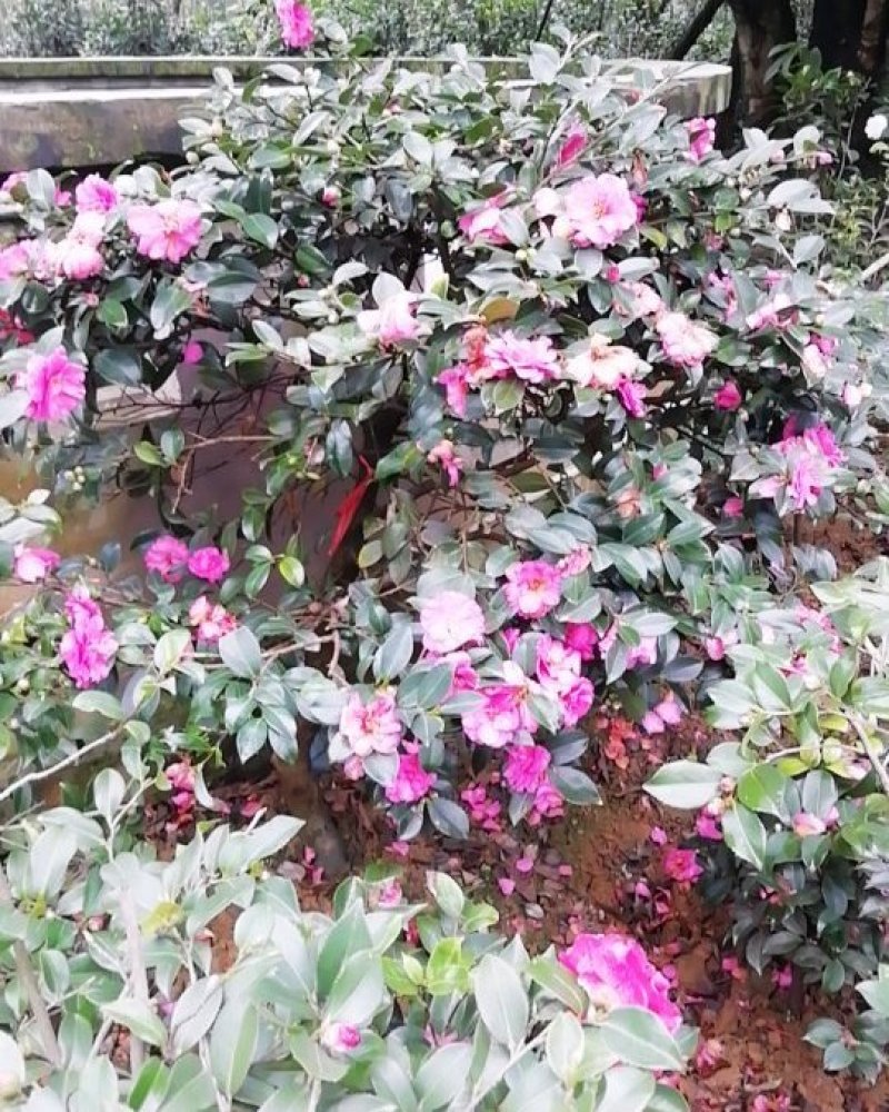 茶花，茶梅