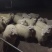 绒山羊_小羔羊。辽宁草膘小烤羊