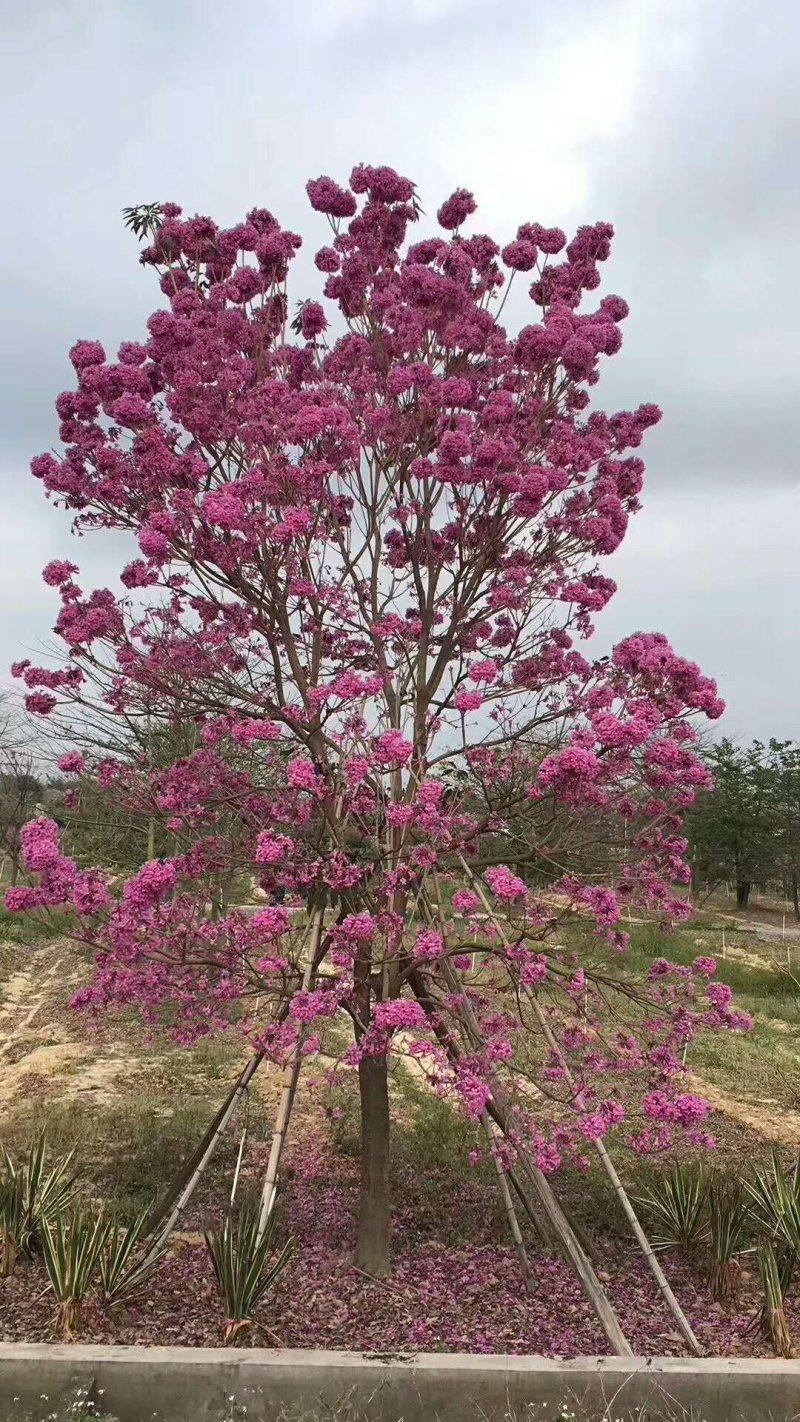进口紫花风铃木，绣球多花紫花风铃木，品质保障，价格合理