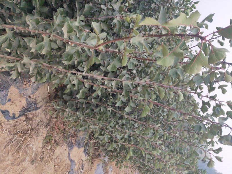 山楂苗河北省秦皇岛市昌黎县小海果蔬苗木销售中心