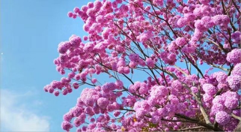 进口紫花风铃木，绣球多花紫花风铃木，品质保障，价格合理