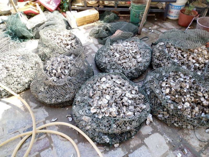批发泉州泉港本地海蛎肉及带壳海蛎