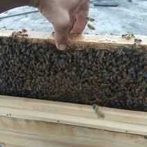 蜜蜂群出售蜂蜜出售