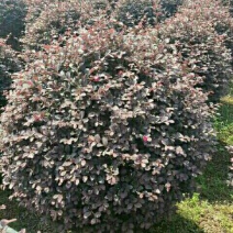 红花继木球