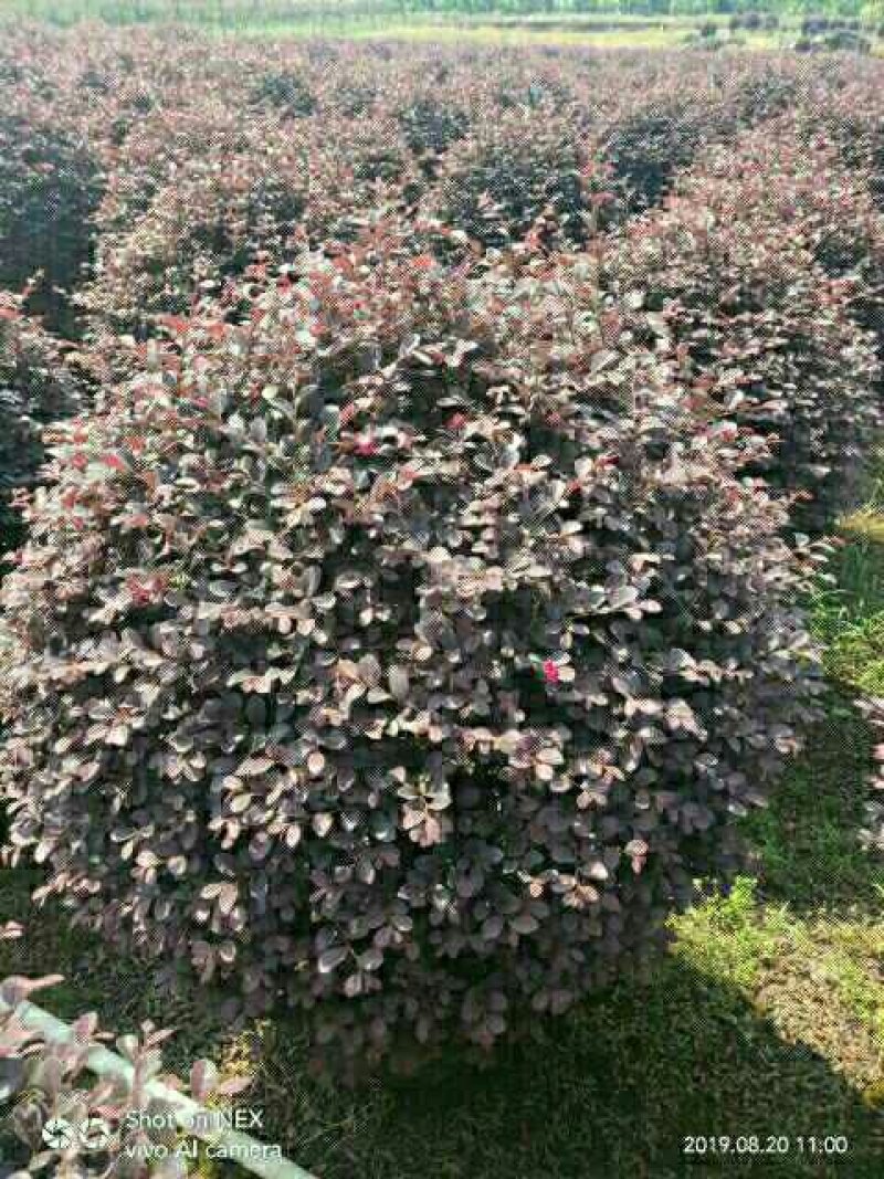 红花继木球