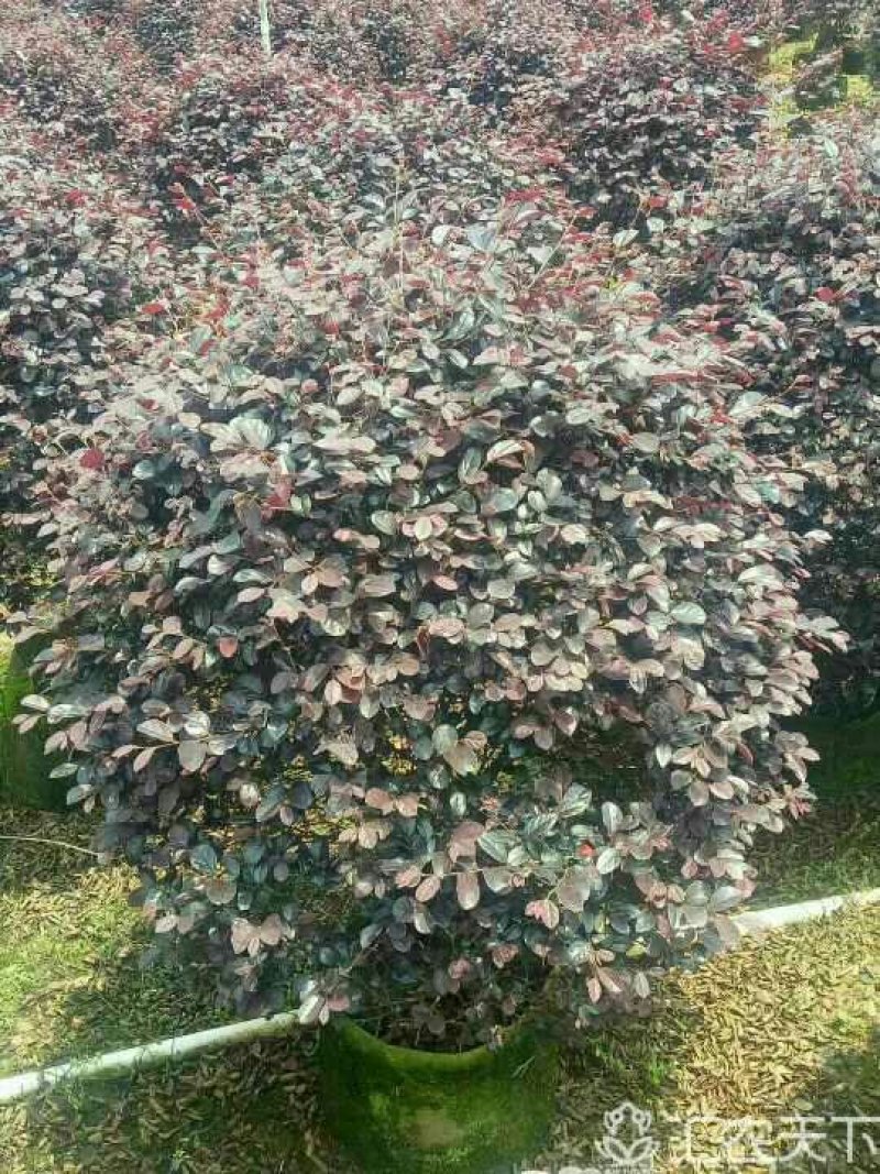 红花继木球