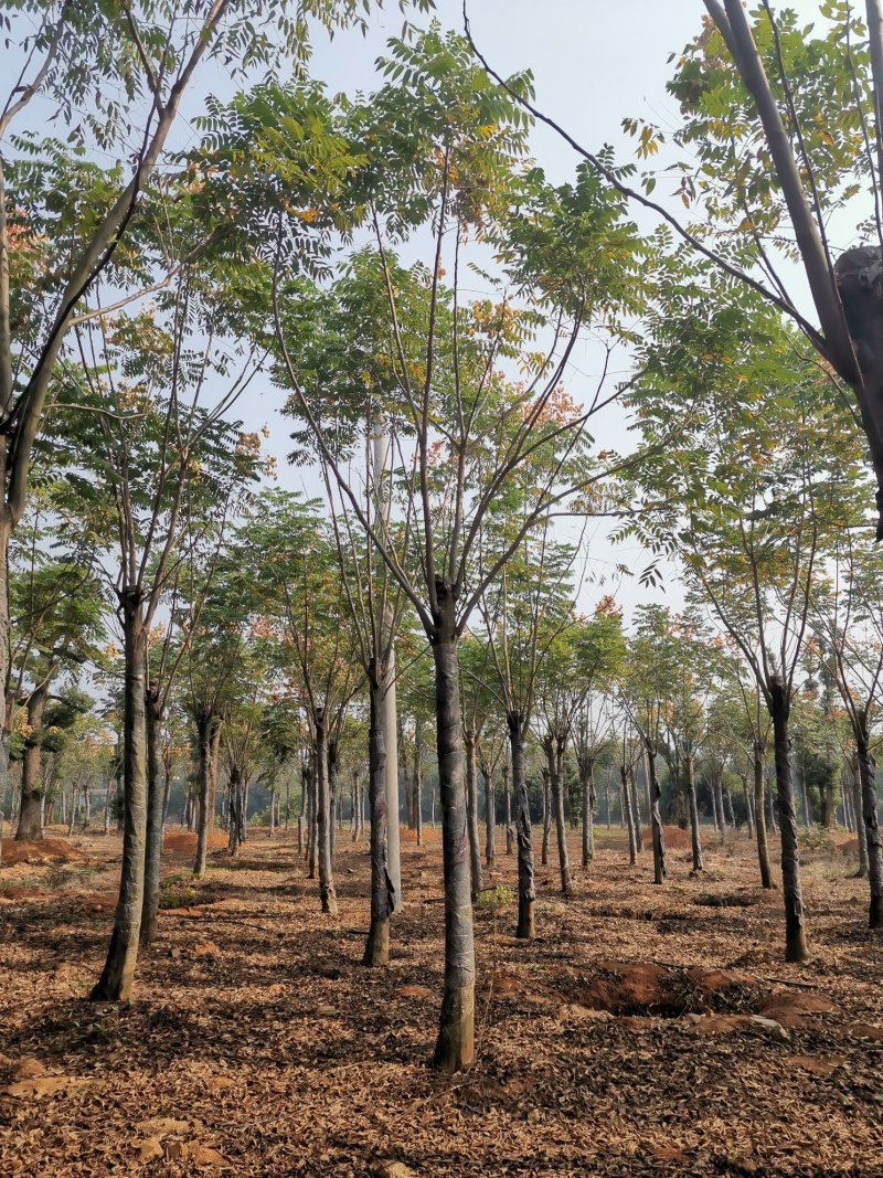 黄山栾树15-20苗圃大量现货供应指树挖树上货快