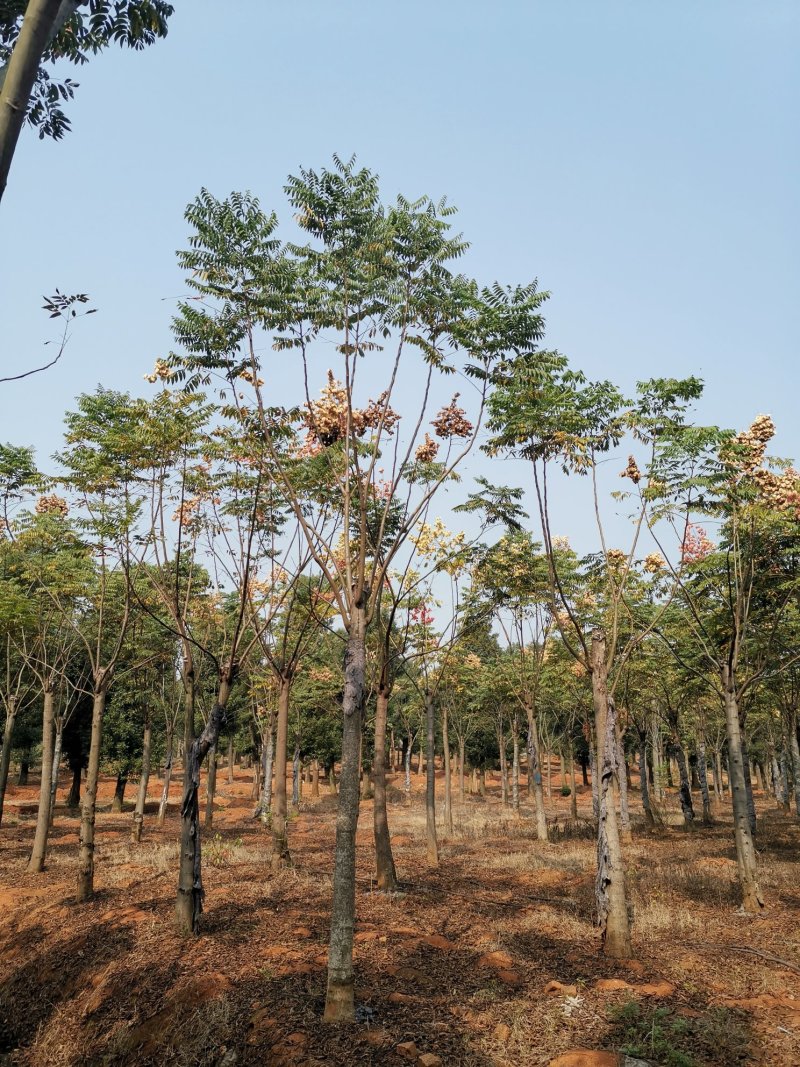 黄山栾树15-20苗圃大量现货供应指树挖树上货快