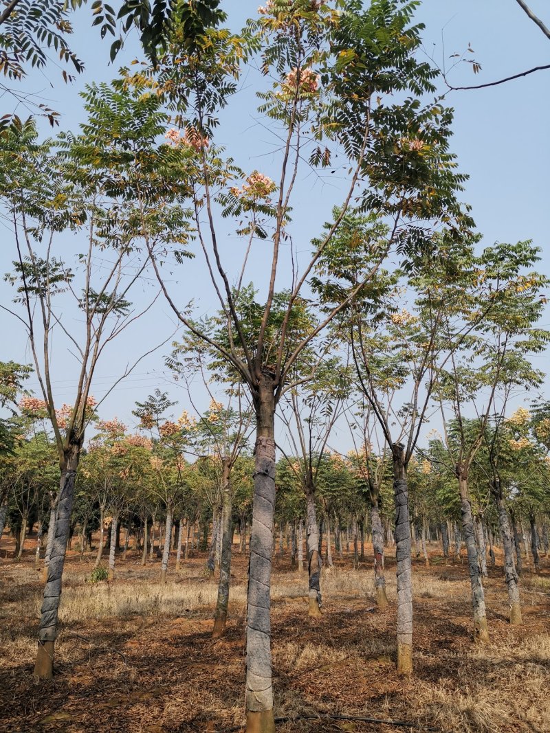 黄山栾树15-20苗圃大量现货供应指树挖树上货快