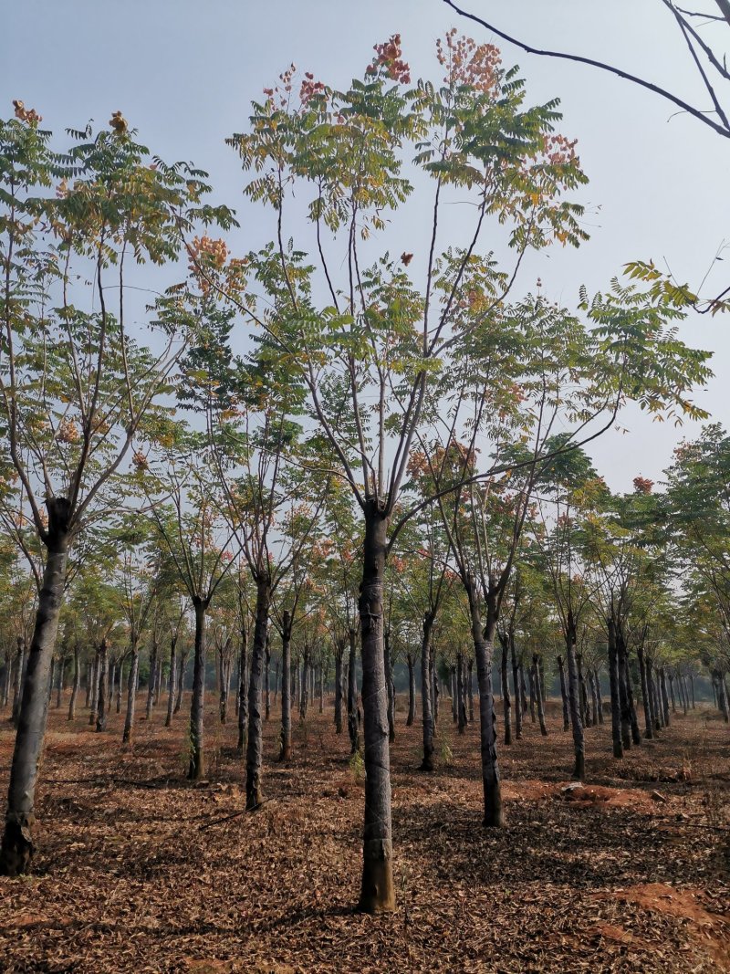 黄山栾树15-20苗圃大量现货供应指树挖树上货快