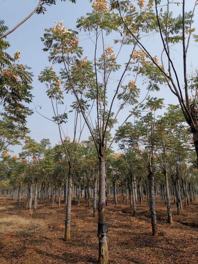 黄山栾树15-20苗圃大量现货供应指树挖树上货快