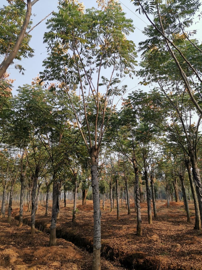 黄山栾树15-20苗圃大量现货供应指树挖树上货快