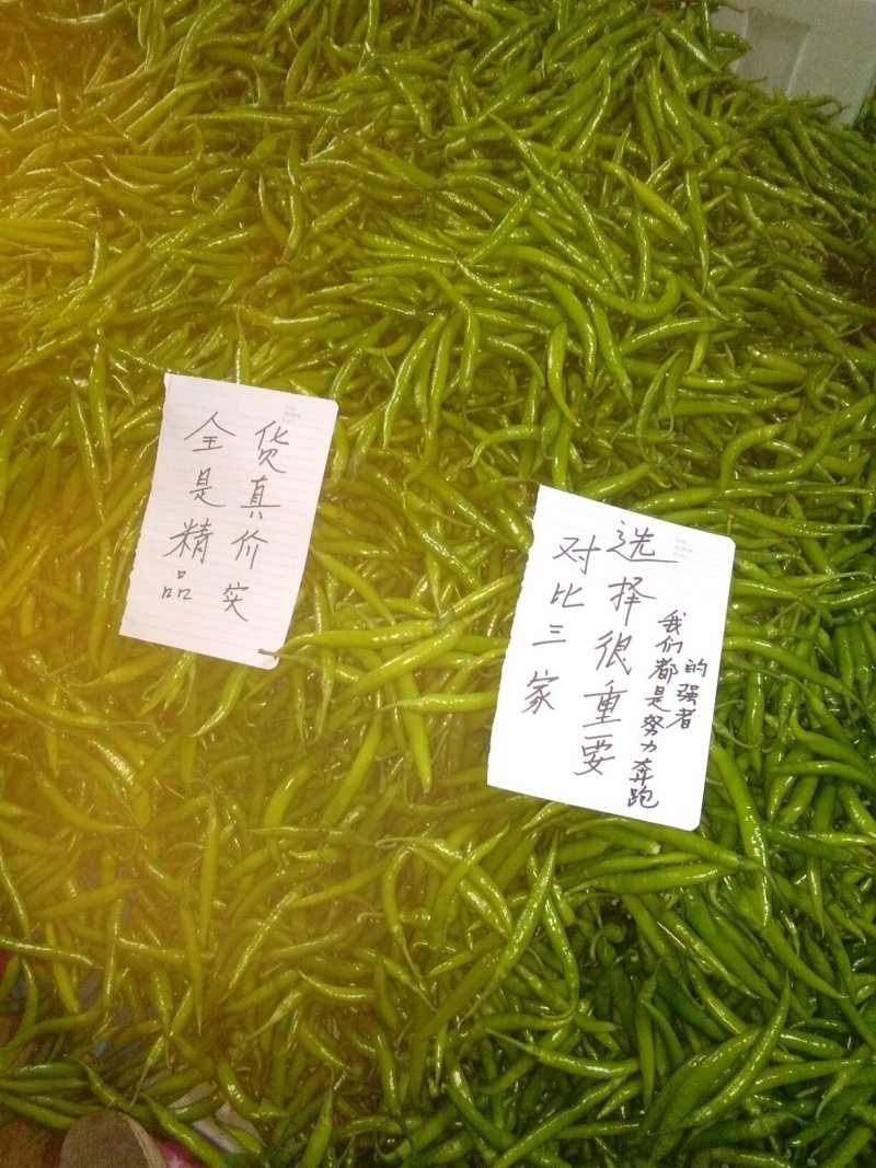 【实发实发】辽宁绥中特色杭椒/质量保证量大代收
