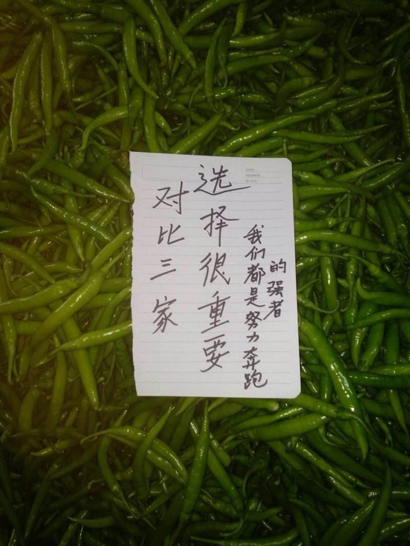 【实发实发】辽宁绥中特色杭椒/质量保证量大代收