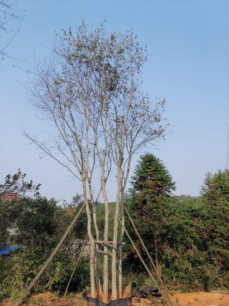 袋苗丛生朴树多杆朴树多头朴树自家苗圃基地直供