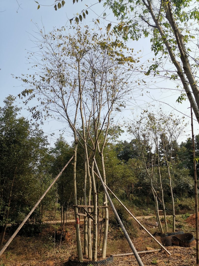 袋苗丛生朴树多杆朴树多头朴树自家苗圃基地直供
