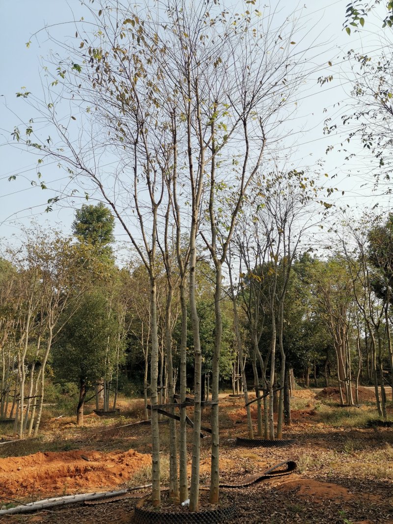 袋苗丛生朴树多杆朴树多头朴树自家苗圃基地直供