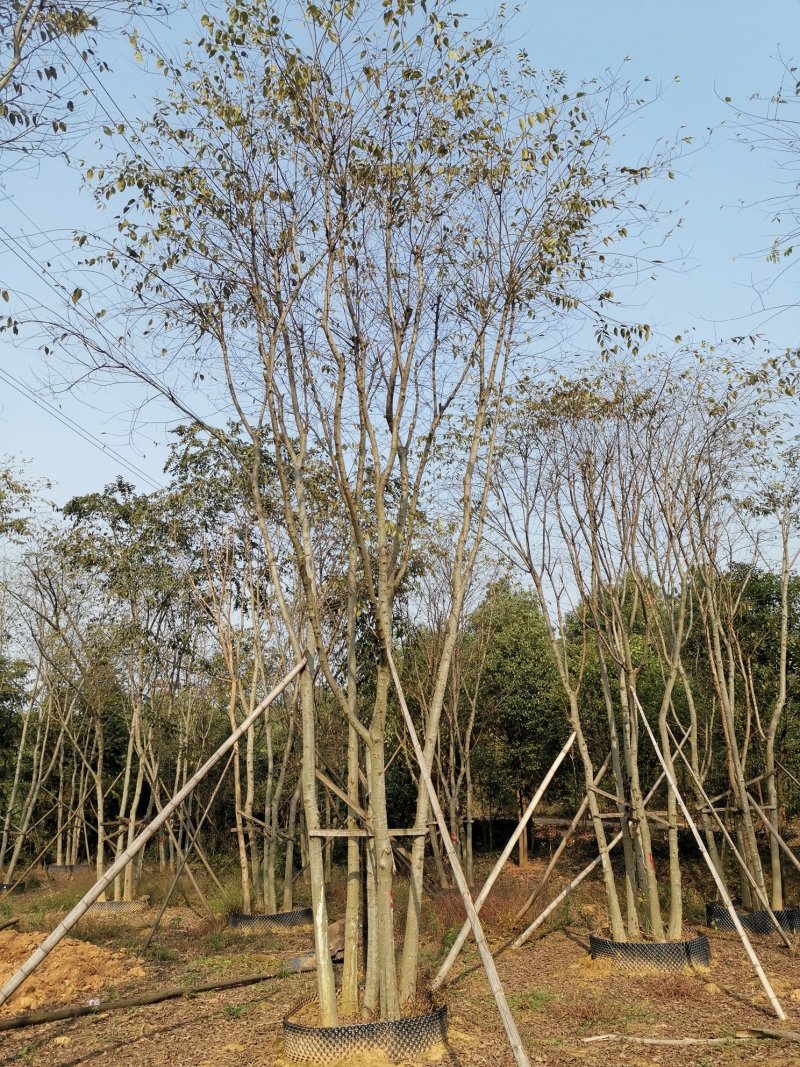 袋苗丛生朴树多杆朴树多头朴树自家苗圃基地直供