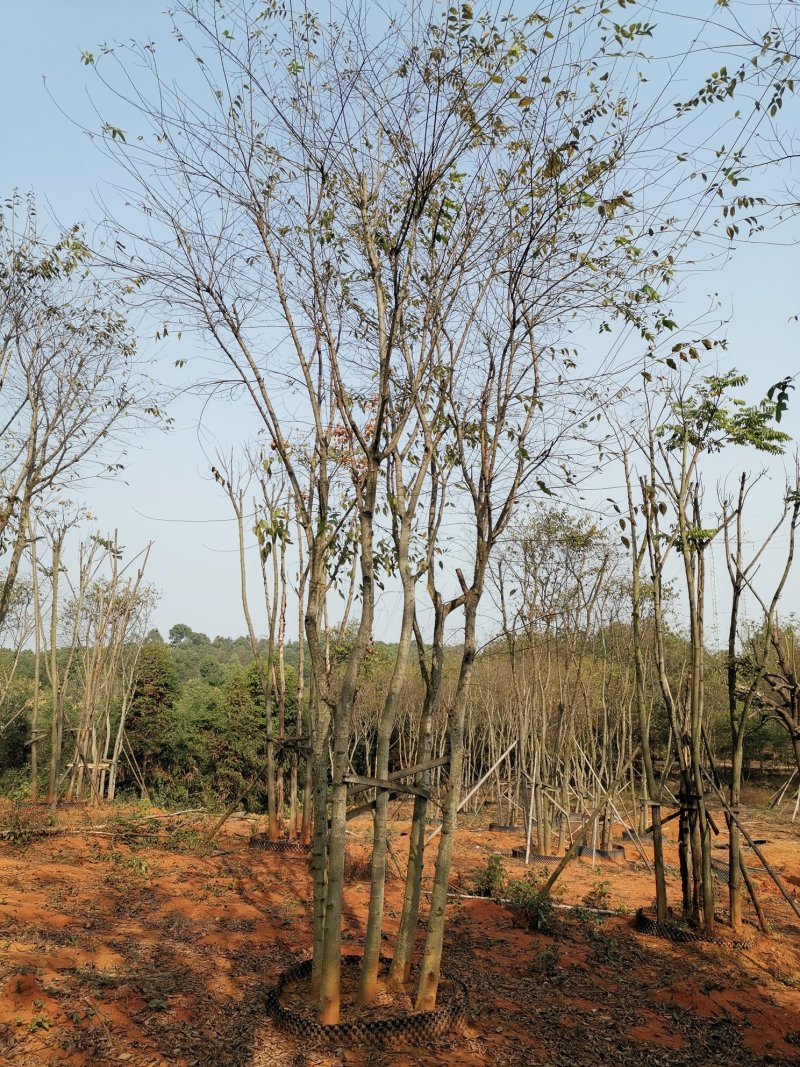 袋苗丛生朴树多杆朴树多头朴树自家苗圃基地直供