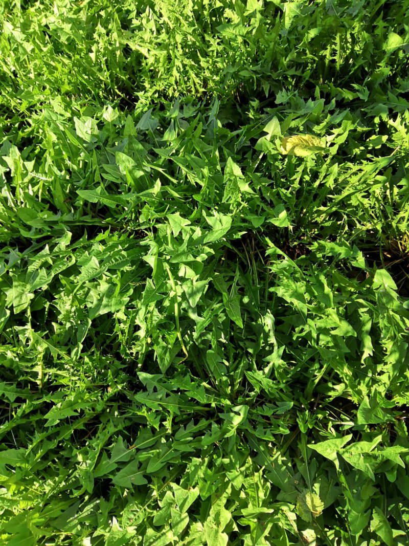 蒲公英根