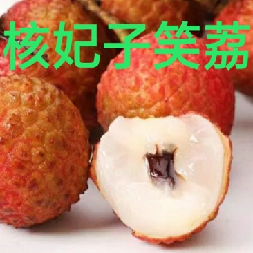 无核妃子笑荔枝杯苗早熟高产种植户之需求。