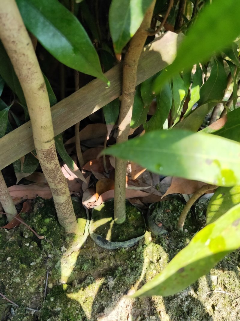 无核妃子笑荔枝杯苗早熟高产种植户之需求。