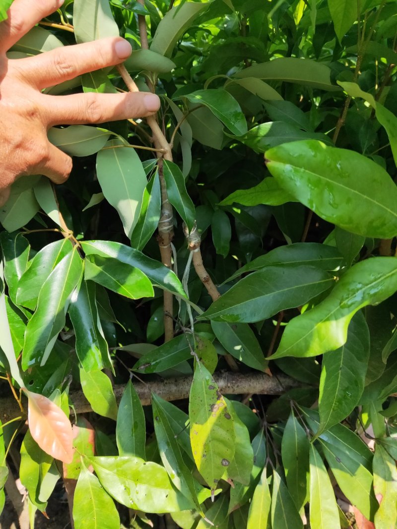 无核妃子笑荔枝杯苗早熟高产种植户之需求。