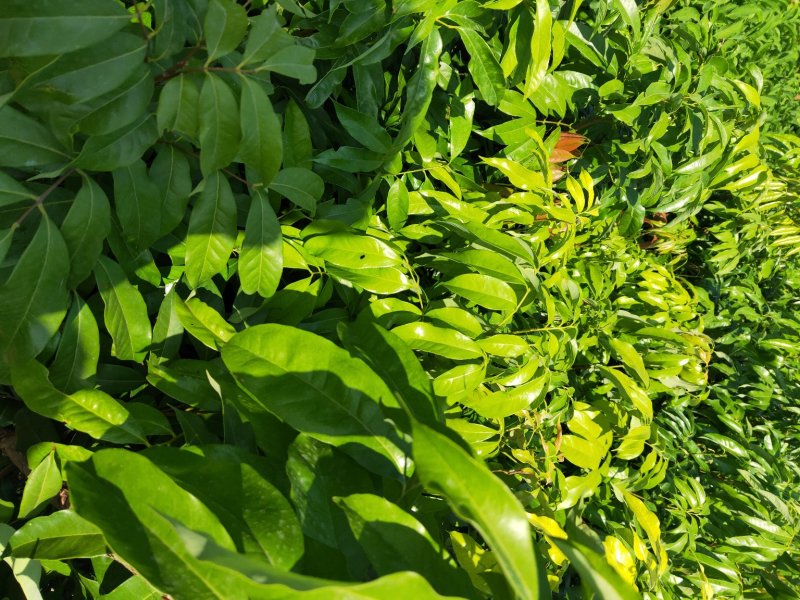 无核妃子笑荔枝杯苗早熟高产种植户之需求。
