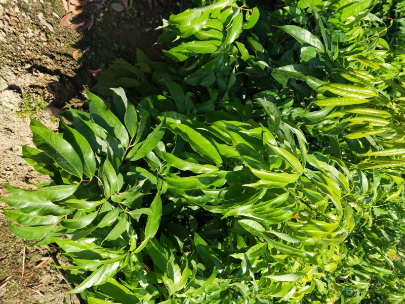 无核妃子笑荔枝杯苗早熟高产种植户之需求。
