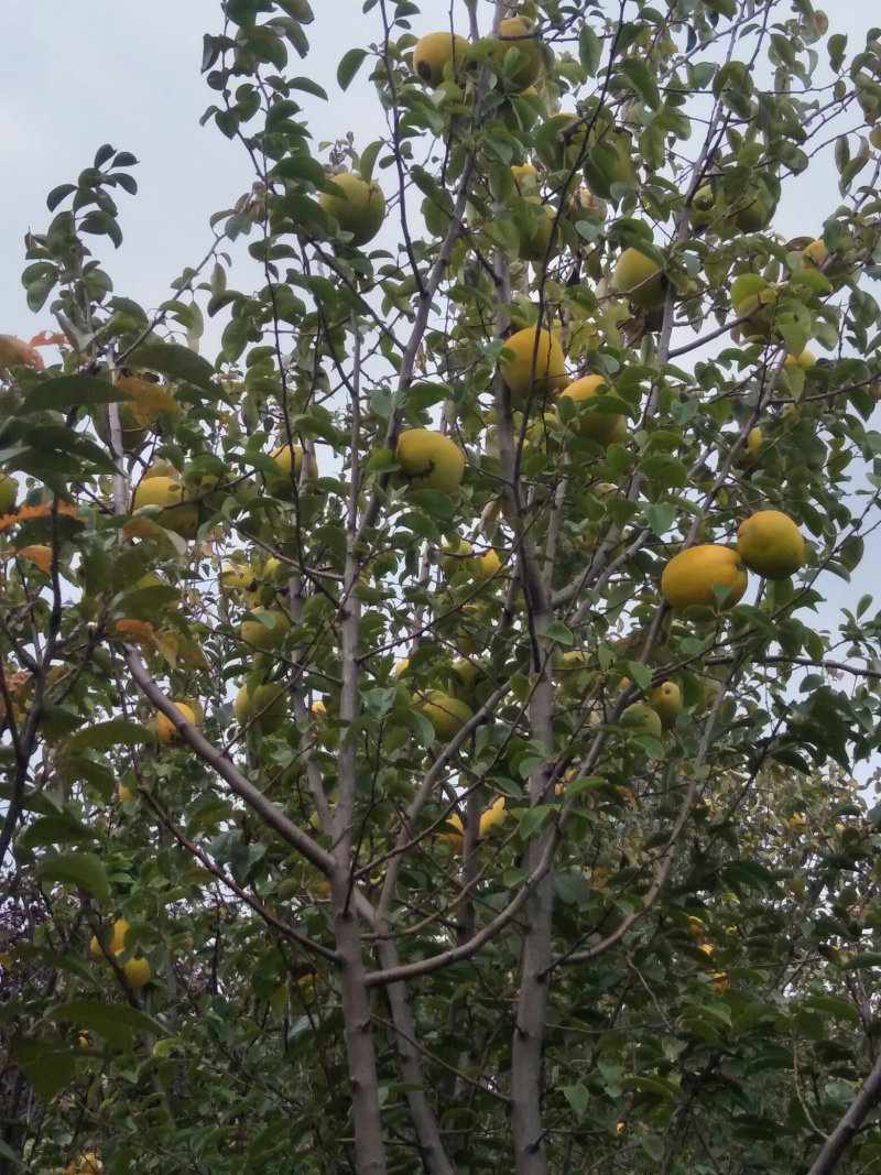 木瓜苗番木瓜苗水果木瓜苗品种纯已成活当年结果