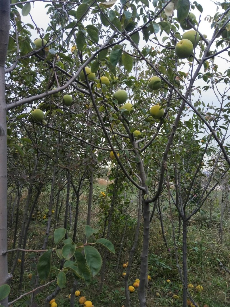 木瓜苗番木瓜苗水果木瓜苗品种纯已成活当年结果