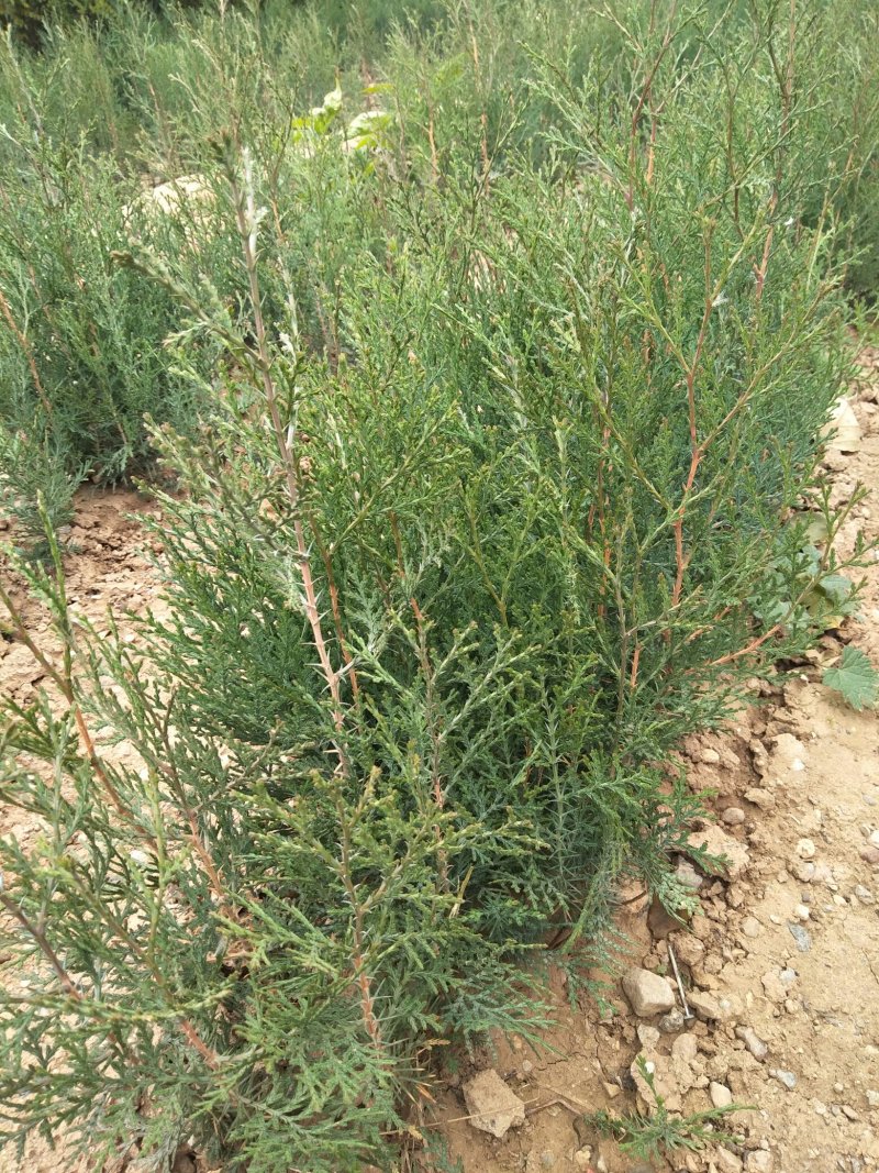 柏树苗松柏侧柏树苗庭院绿化自家苗圃量大从优