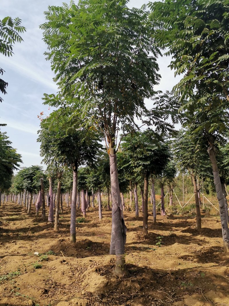黄山栾树15-20苗圃直供批发量大从优手续齐全
