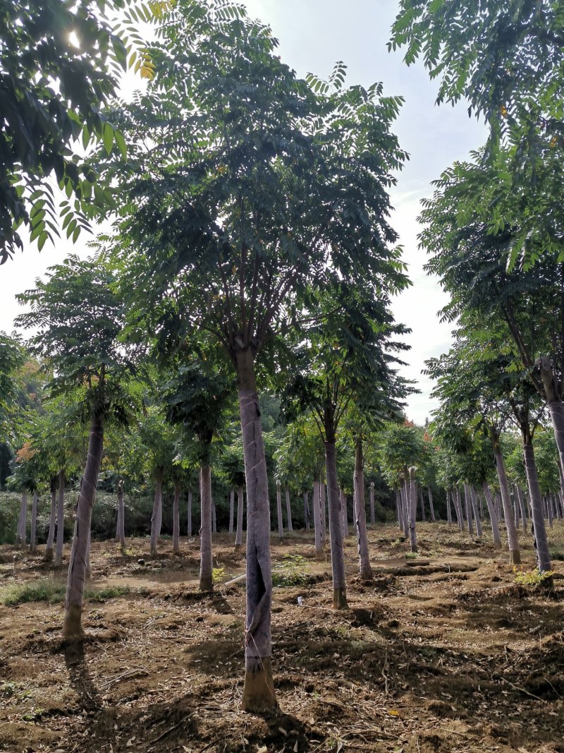 黄山栾树15-20苗圃直供批发量大从优手续齐全