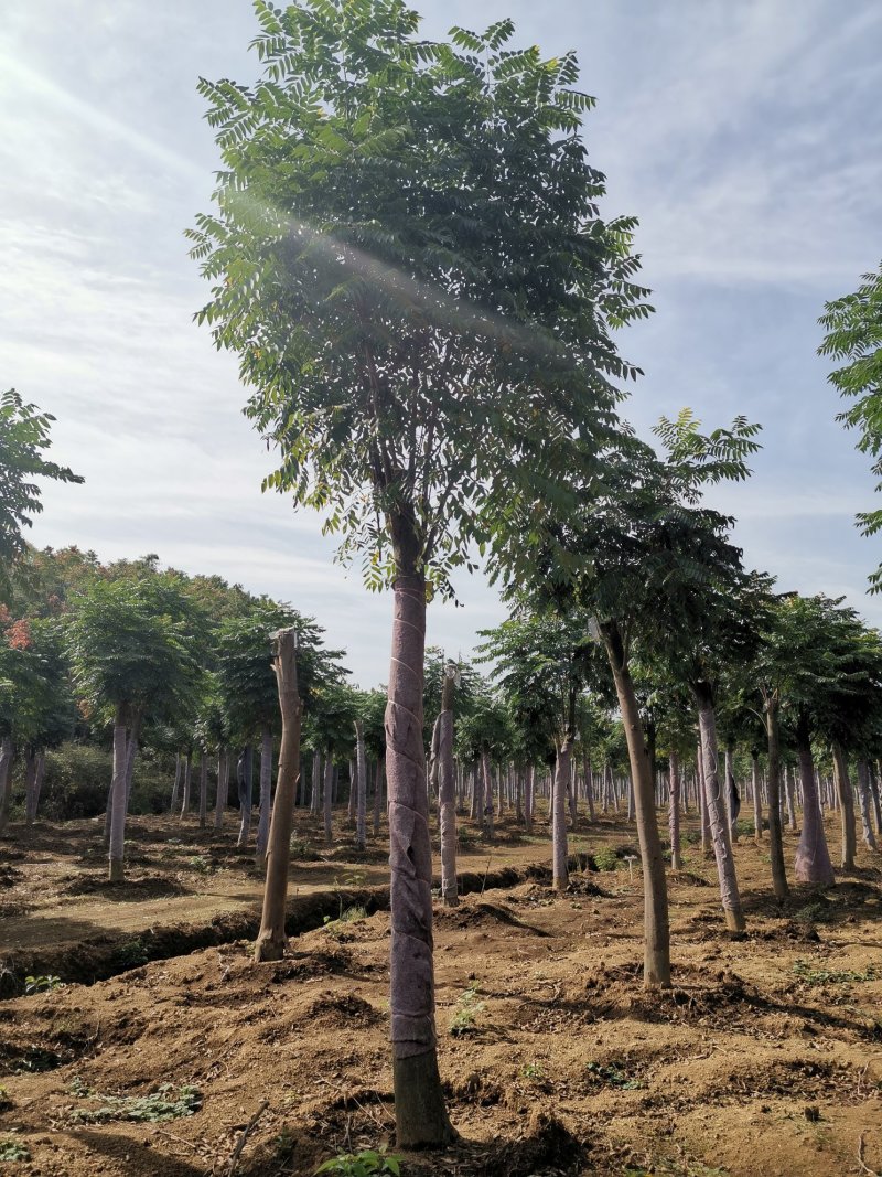 黄山栾树15-20苗圃直供批发量大从优手续齐全