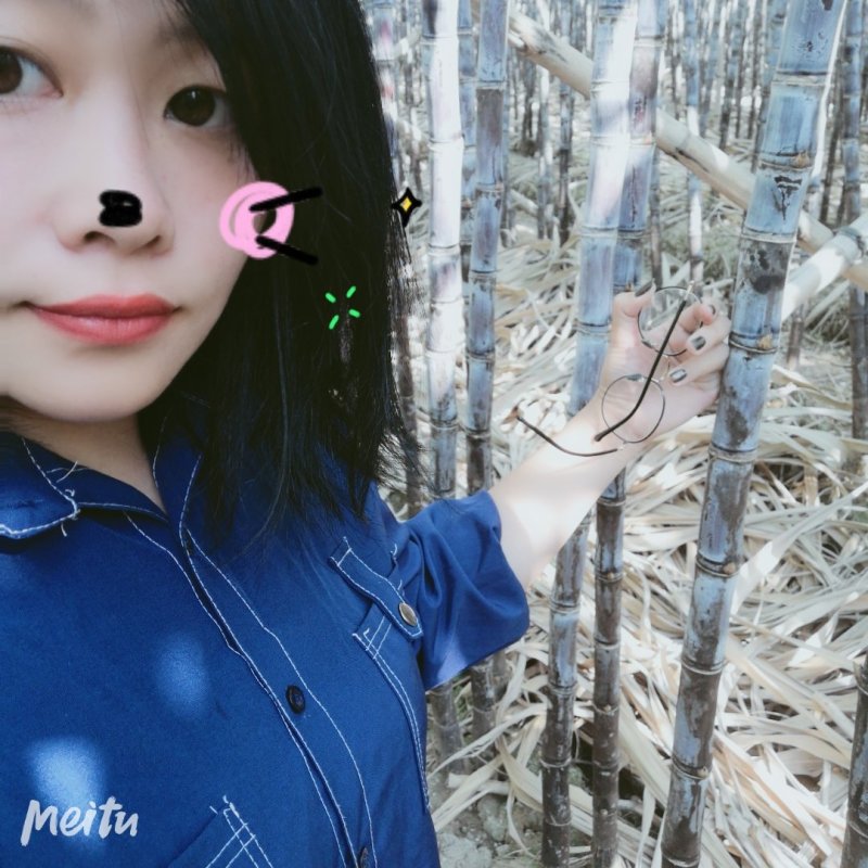 南沙甘蔗。产地直供。欢迎南货北调