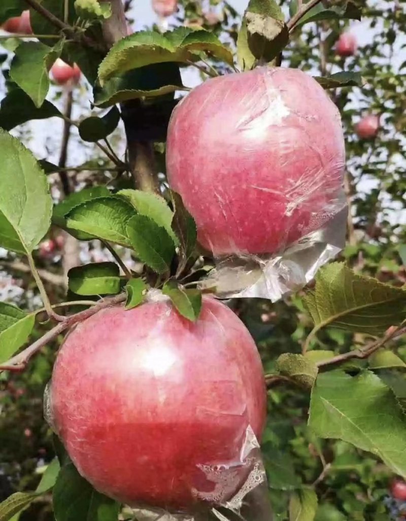 【电商供应链代发】冰糖心红富士苹果包邮脆甜团购一件代发